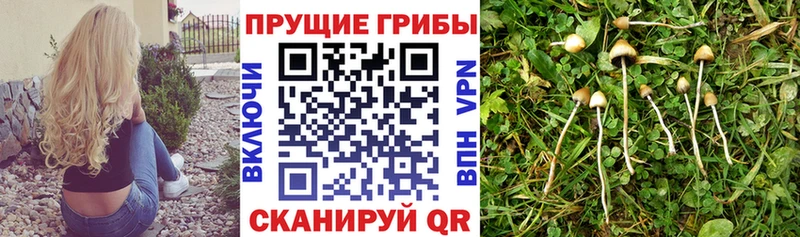Псилоцибиновые грибы ЛСД Нефтегорск
